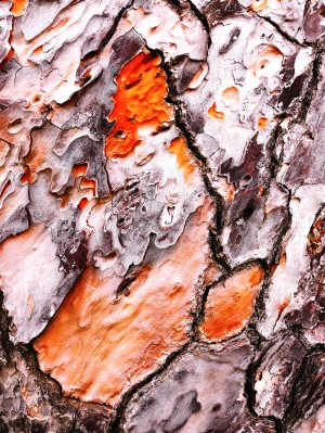 Pine Tree Bark 2